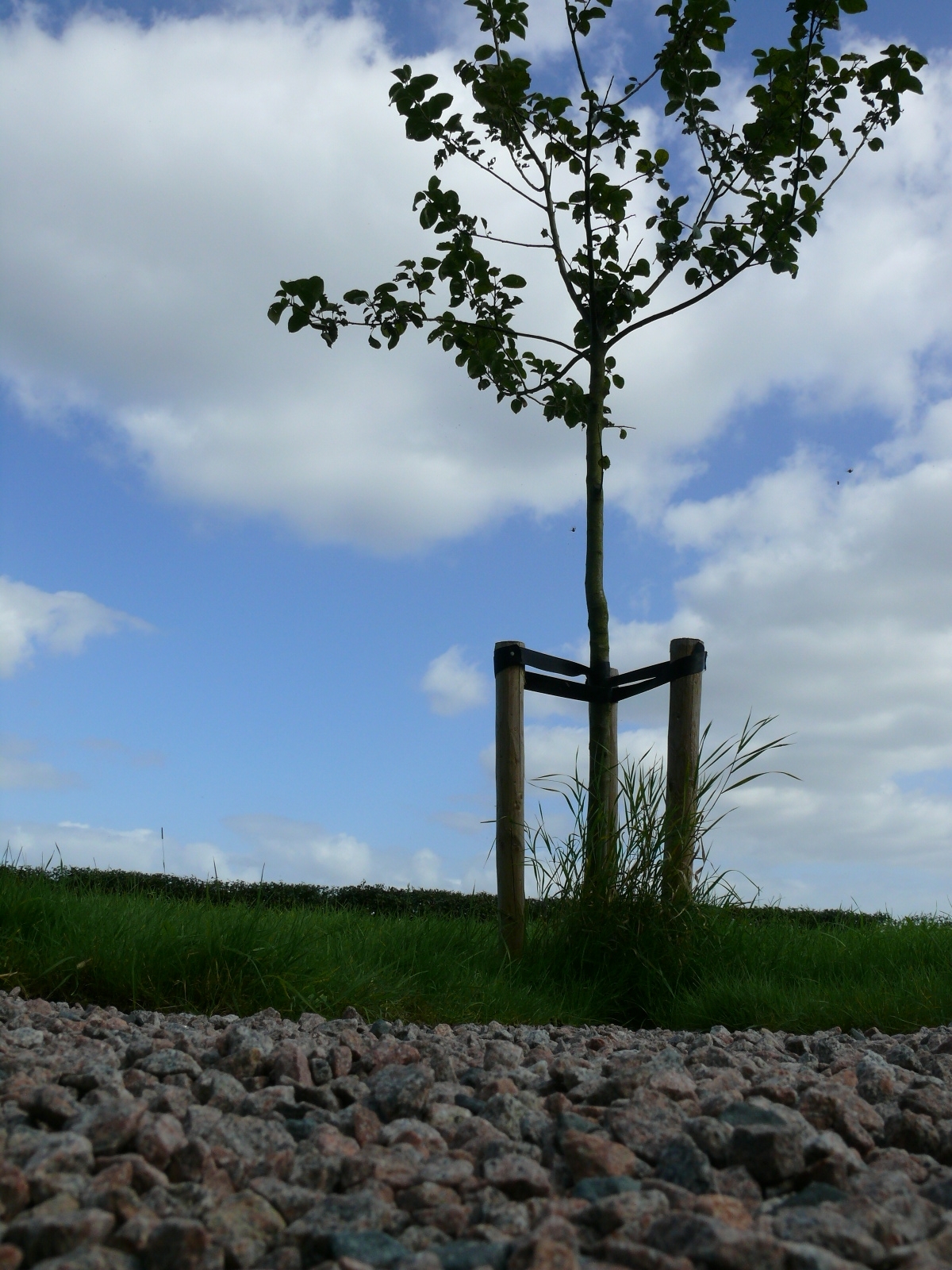De Wetten van Queirt (the appletreetemple)
